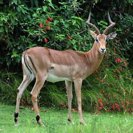 Legend Safaris 257B - In Kruger Park Lodge 헤이지뷰 외부 사진